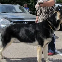 Питомник кавказских и восточноевропейских овчарок Калужский витязь Фото 2 на проекте Kaluga.vetspravka.ru Питомник кавказских и восточноевропейских овчарок Калужский витязь Фото 2 на проекте Kaluga.vetspravka.ru