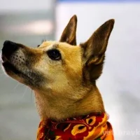 Скорая ветеринарная помощь Фото 2 на проекте VetSpravka.ru Скорая ветеринарная помощь Фото 2 на проекте VetSpravka.ru