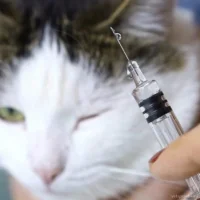 Ветеринарная клиника Вэйси Фото 2 на проекте VetSpravka.ru Ветеринарная клиника Вэйси Фото 2 на проекте VetSpravka.ru