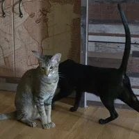 Питомник ориентальных кошек Lenori*RU Фото 2 на проекте Kaluga.vetspravka.ru Питомник ориентальных кошек Lenori*RU Фото 2 на проекте Kaluga.vetspravka.ru